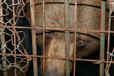 A murit ursul Yogy, într-un sanctuar din România. A fost „probabil al doilea cel mai în vârstă urs brun din lume”