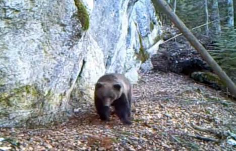 La plimbare: Un urs a fost filmat în Munţii Apuseni (VIDEO)