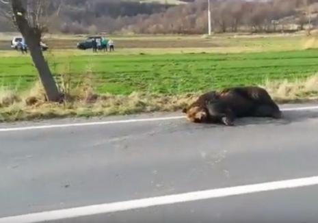 Inuman! Un urs rănit grav într-un accident de mașină a fost lăsat de autorități să agonizeze 18 ore pe marginea drumului! (VIDEO)