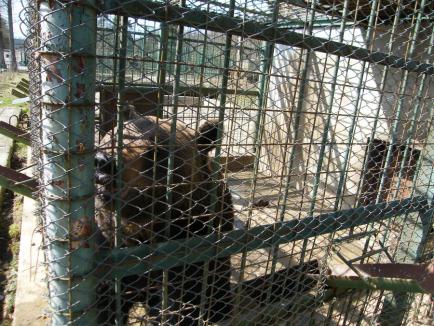 A murit ursul Yogy, într-un sanctuar din România. A fost „probabil al doilea cel mai în vârstă urs brun din lume”