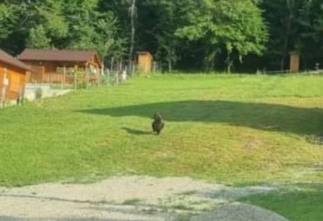 Un urs a fost zărit în zona localității Sărand. Localnicii au primit mesaj Ro-Alert 