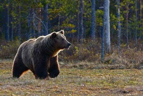 Mesaj Ro-Alert la Bratca: Un urs a fost văzut în spatele unei gospodării. Rămâneți în locuințe!