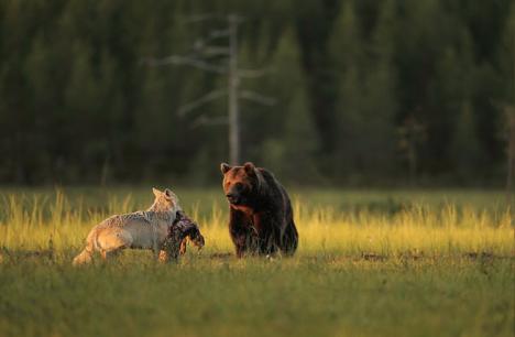 Ce daune au făcut urșii în Bihor în 2021. Lupii, mult mai „distrugători”