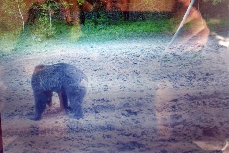 Urs în libertate, lângă Oradea! Vânătorii au observat, pentru prima oară, un exemplar în pădurea din Paleu (FOTO)