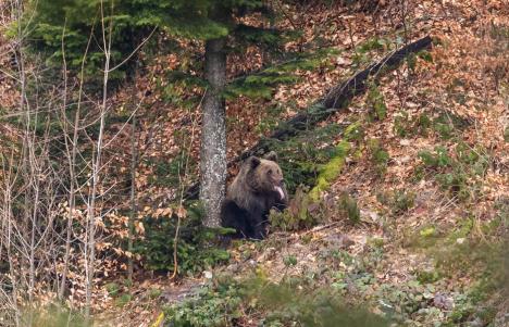 Imagini impresionante: Un urs, un lup şi o femelă râs alături de puii ei, surprinşi în Parcul Natural Apuseni (FOTO/VIDEO)