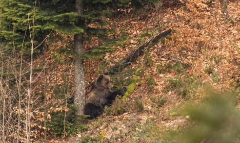 Imagini impresionante: Un urs, un lup şi o femelă râs alături de puii ei, surprinşi în Parcul Natural Apuseni (FOTO/VIDEO)