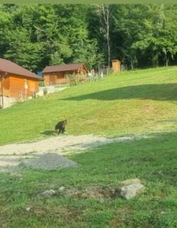 Atenție: Urs în zona unei cabane din Vârciorog! (FOTO)