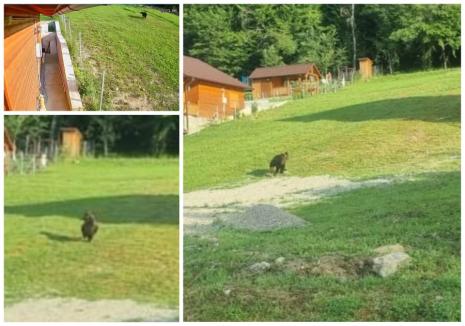 Atenție: Urs în zona unei cabane din Vârciorog! (FOTO)