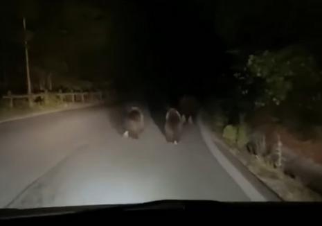 Trei urși filmați în timp ce fug, pe o șosea din Bihor (VIDEO)