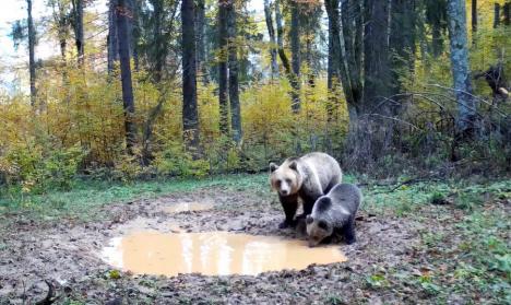 O ursoaică şi puiul ei, surprinşi de camerele de supraveghere din Parcul Apuseni (VIDEO)