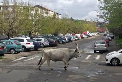 O vacă a evadat de la un târg şi a luat-o la goană pe străzile din Oradea