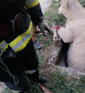 Pompierii din Bihor au salvat o vacă gestantă căzută într-un decantor