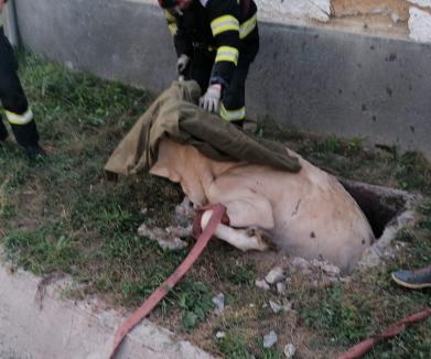 Pompierii din Bihor au salvat o vacă gestantă căzută într-un decantor