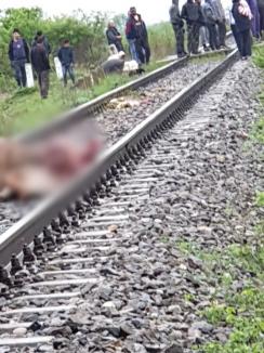 Accident de tren între Aleșd și Butan: Mai multe vaci, spulberate pe linia ferată (FOTO)