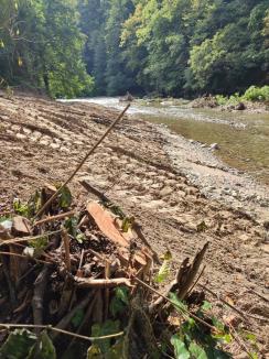 Dezastru ecologic la Vadu Crişului: Peşti ocrotiţi de lege zac morţi în apă, cioate de arbori nemarcaţi, acoperite cu noroi (FOTO)