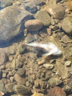 Dezastru ecologic la Vadu Crişului: Peşti ocrotiţi de lege zac morţi în apă, cioate de arbori nemarcaţi, acoperite cu noroi (FOTO)