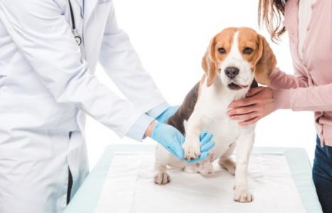 ADP Oradea angajează tehnician veterinar
