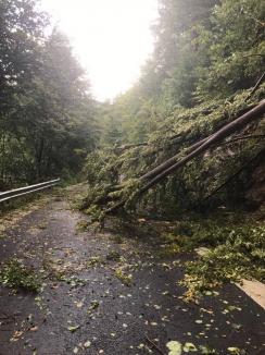 Prăpăd în Bihor, după vijelie: Aproape 40 de localităţi afectate, copaci şi stâlpi de curent căzuţi, 150 de turişti blocaţi în zona Barajul Leşu (FOTO)