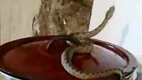 Cu vipera pe aragaz! Atenție, dacă aveți drum în Banat, șerpii veninoși au ajuns să intre în case! (VIDEO)