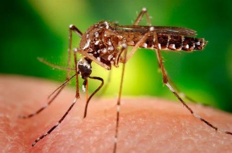 Primul caz de infectare cu virusul Zika, în România