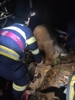 Vită căzută 6 metri într-o râpă mlăștinoasă, salvată de pompierii din Bihor (FOTO)