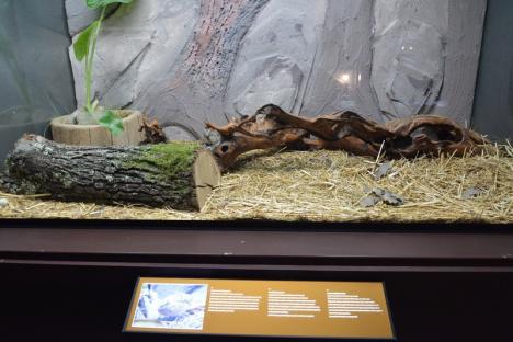 E gata vivariul de la Muzeu: Sunt expuse insecta-băţ, dragonul bărbos şi tarantula cu genunchii roşii (FOTO/VIDEO)