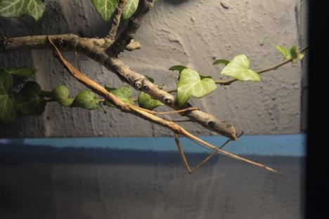 E gata vivariul de la Muzeu: Sunt expuse insecta-băţ, dragonul bărbos şi tarantula cu genunchii roşii (FOTO/VIDEO)
