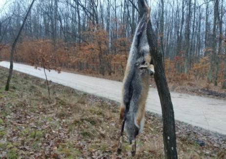 Pădurea spânzuraţilor: Mai multe vulpi împuşcate au fost spânzurate pe marginea unui drum comunal (FOTO)