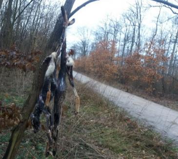 Pădurea spânzuraţilor: Mai multe vulpi împuşcate au fost spânzurate pe marginea unui drum comunal (FOTO)
