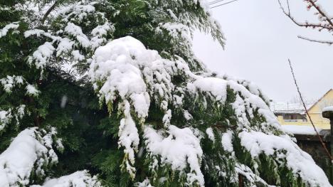 Zăpada mieilor: Bihorenii s-au trezit cu grădinile „albite”. La munte, este cod galben de ninsoare! (FOTO)