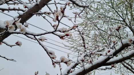 Zăpada mieilor: Bihorenii s-au trezit cu grădinile „albite”. La munte, este cod galben de ninsoare! (FOTO)