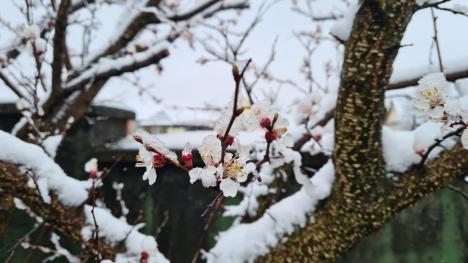 Zăpada mieilor: Bihorenii s-au trezit cu grădinile „albite”. La munte, este cod galben de ninsoare! (FOTO)