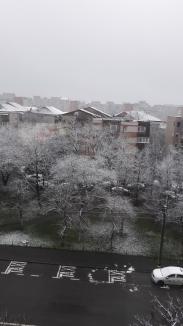 Zăpada mieilor: Bihorenii s-au trezit cu grădinile „albite”. La munte, este cod galben de ninsoare! (FOTO)