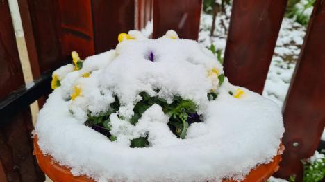 Zăpada mieilor: Bihorenii s-au trezit cu grădinile „albite”. La munte, este cod galben de ninsoare! (FOTO)