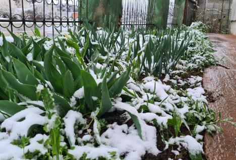 Zăpada mieilor: Bihorenii s-au trezit cu grădinile „albite”. La munte, este cod galben de ninsoare! (FOTO)