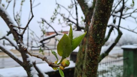 Zăpada mieilor: Bihorenii s-au trezit cu grădinile „albite”. La munte, este cod galben de ninsoare! (FOTO)