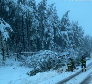 Copaci prăbușiți pe șosele din Bihor, din cauza vântului și a ninsorii (FOTO)