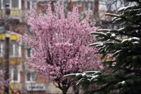 Zăpada mieilor: Bihorenii s-au trezit cu grădinile „albite”. La munte, este cod galben de ninsoare! (FOTO)