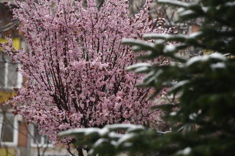 Zăpada mieilor: Bihorenii s-au trezit cu grădinile „albite”. La munte, este cod galben de ninsoare! (FOTO)