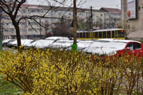 Zăpada mieilor: Bihorenii s-au trezit cu grădinile „albite”. La munte, este cod galben de ninsoare! (FOTO)