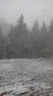 A nins puternic în zonele montane ale judeţului Bihor. Se intervine pentru deszăpezire (FOTO)