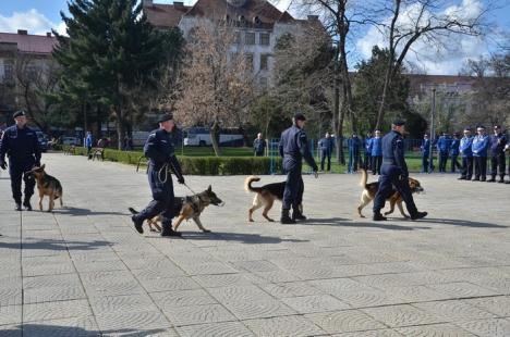 Ziua Jandarmeriei: Demonstraţii cu tâlhari şi câini eroi, în Parcul 1 Decembrie (FOTO/VIDEO)