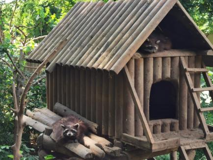 De Ziua Mediului, instituţia care îl ocroteşte i-a învăţat pe copiii din Oradea cum să respecte natura (FOTO)