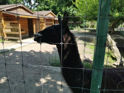 De Ziua Mediului, instituţia care îl ocroteşte i-a învăţat pe copiii din Oradea cum să respecte natura (FOTO)