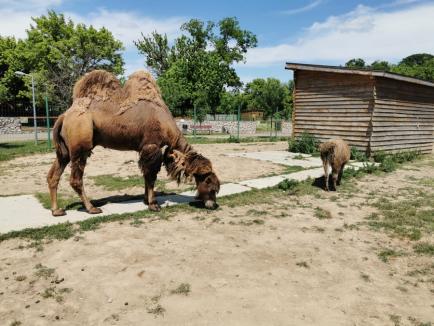 De Ziua Mediului, instituţia care îl ocroteşte i-a învăţat pe copiii din Oradea cum să respecte natura (FOTO)