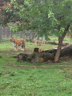 ADP Oradea: O zi în compania animalelor. Eveniment dedicat părinților adoptivi la Zoo (FOTO)