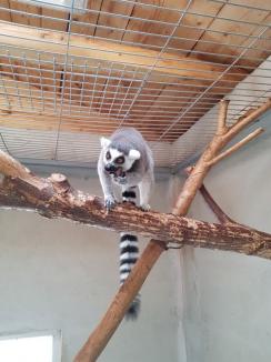 Un eveniment devenit tradiţie: Ziua părinţilor adoptivi la Zoo Oradea (FOTO)
