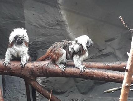 Specie de maimuțe pe cale de dispariție: Pui de tamarin la Zoo Oradea (FOTO)