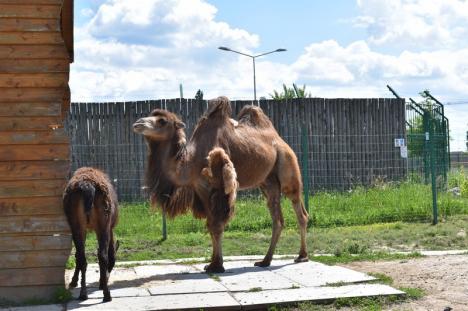 Să vină musafirii! Cele peste 800 de animale din Grădina Zoologică Oradea se bucură să primească vizitatori din nou (FOTO)