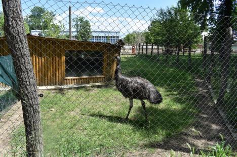Să vină musafirii! Cele peste 800 de animale din Grădina Zoologică Oradea se bucură să primească vizitatori din nou (FOTO)